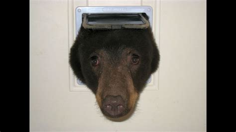 does a bear poop in the woods|Bear cub tries to wriggle into home through cat door .
